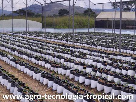 Pimenton sembrado en bolsas